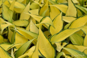 Hosta Orange Marmelade